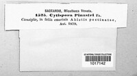 Cytospora pinastri image